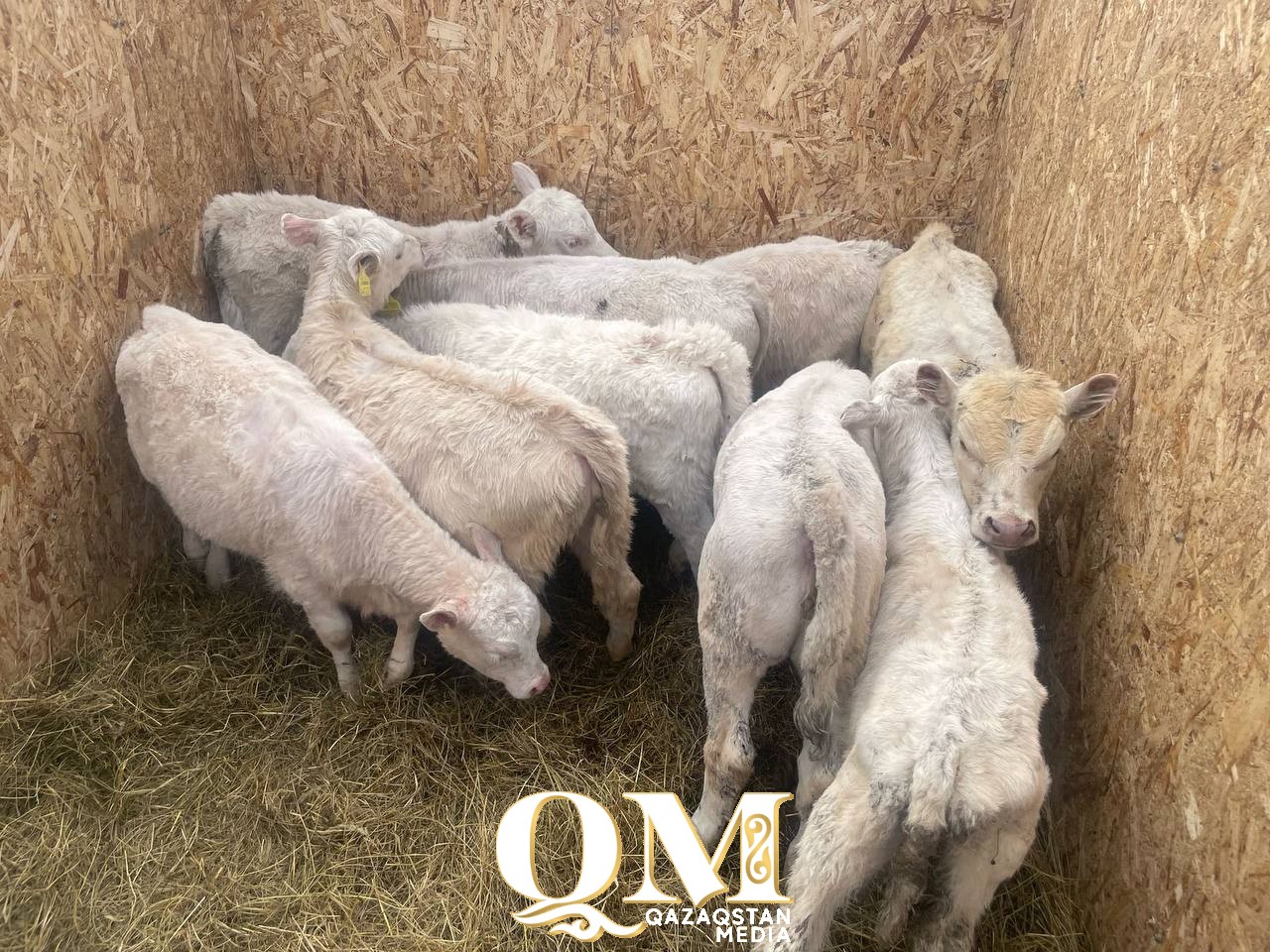 Телят на 5 млн тенге украли работники фермы в СКО