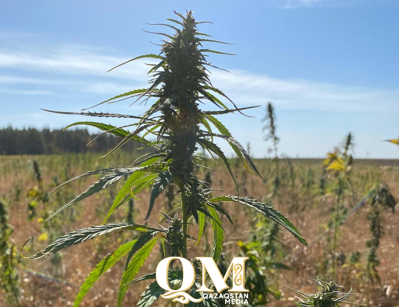 Выращивать коноплю хотят в Уалихановском районе СКО