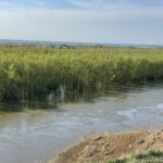 Петропавлда Есіл өзенінің деңгейі 10 см төмендеді