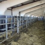 Ташкентка ауылында 400 бас ірі қара малға арналған заманауи сүт-тауар фермасы іске қосылады