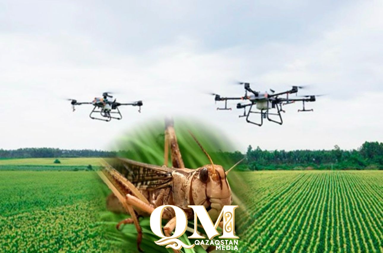 Қазақстанда егіс алқабындағы шегірткелерді дронмен бақылайтын болады