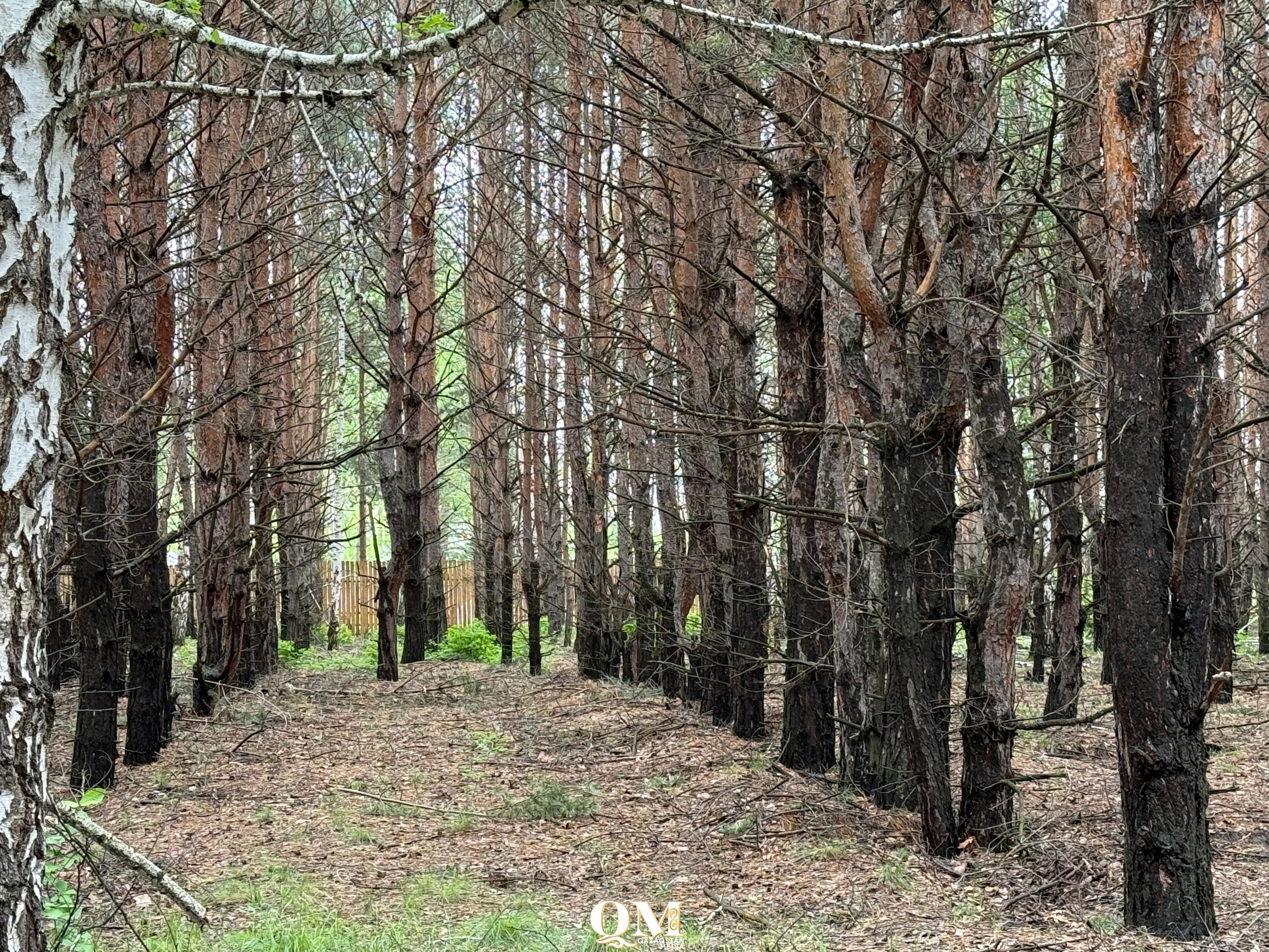 Пожароопасный период: минерализованные полосы не сделали в Тимирязевском районе и Петропавловске