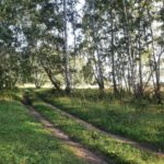 Когда нельзя находится в лесу – акимат СКО принял решение
