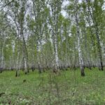 Клещевым энцефалитом заразились пять жителей СКО