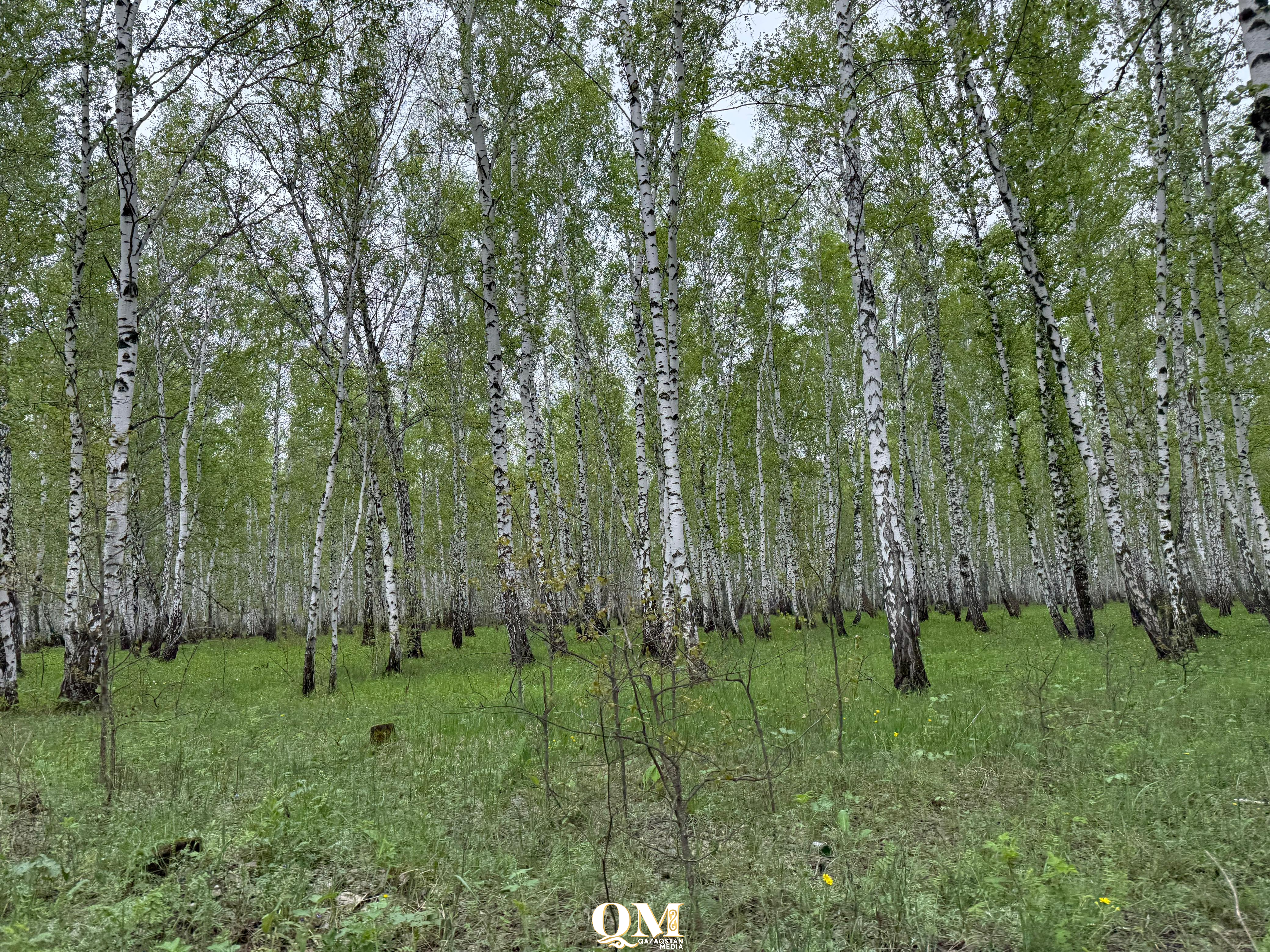 Клещевым энцефалитом заразились пять жителей СКО