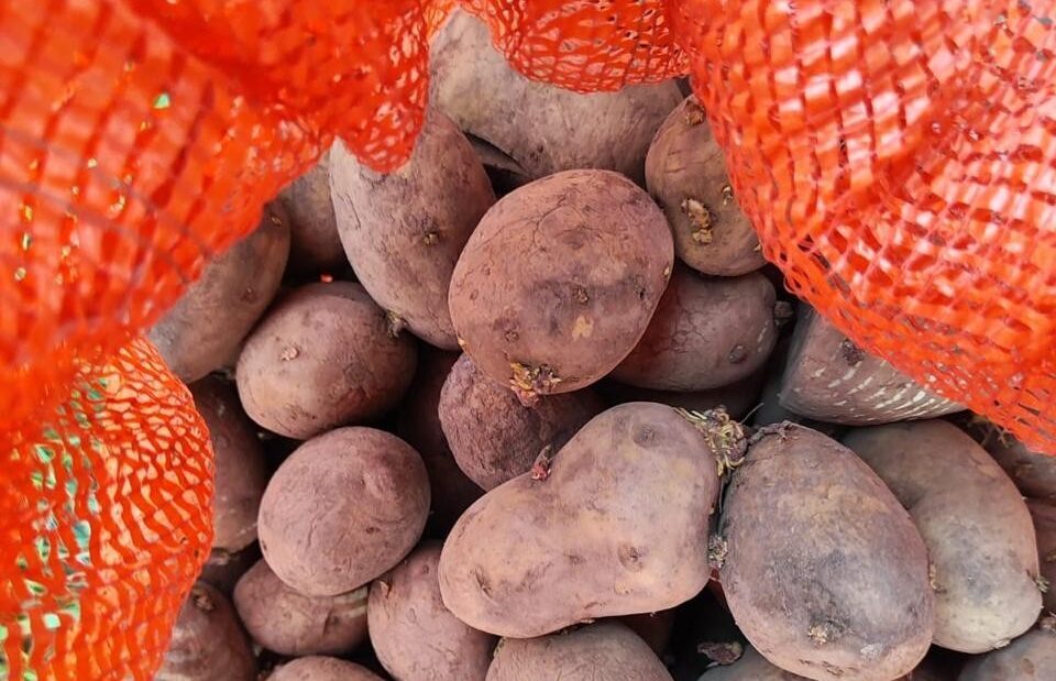 Сельскохозяйственная ярмарка пройдет 31 мая в Петропавловске