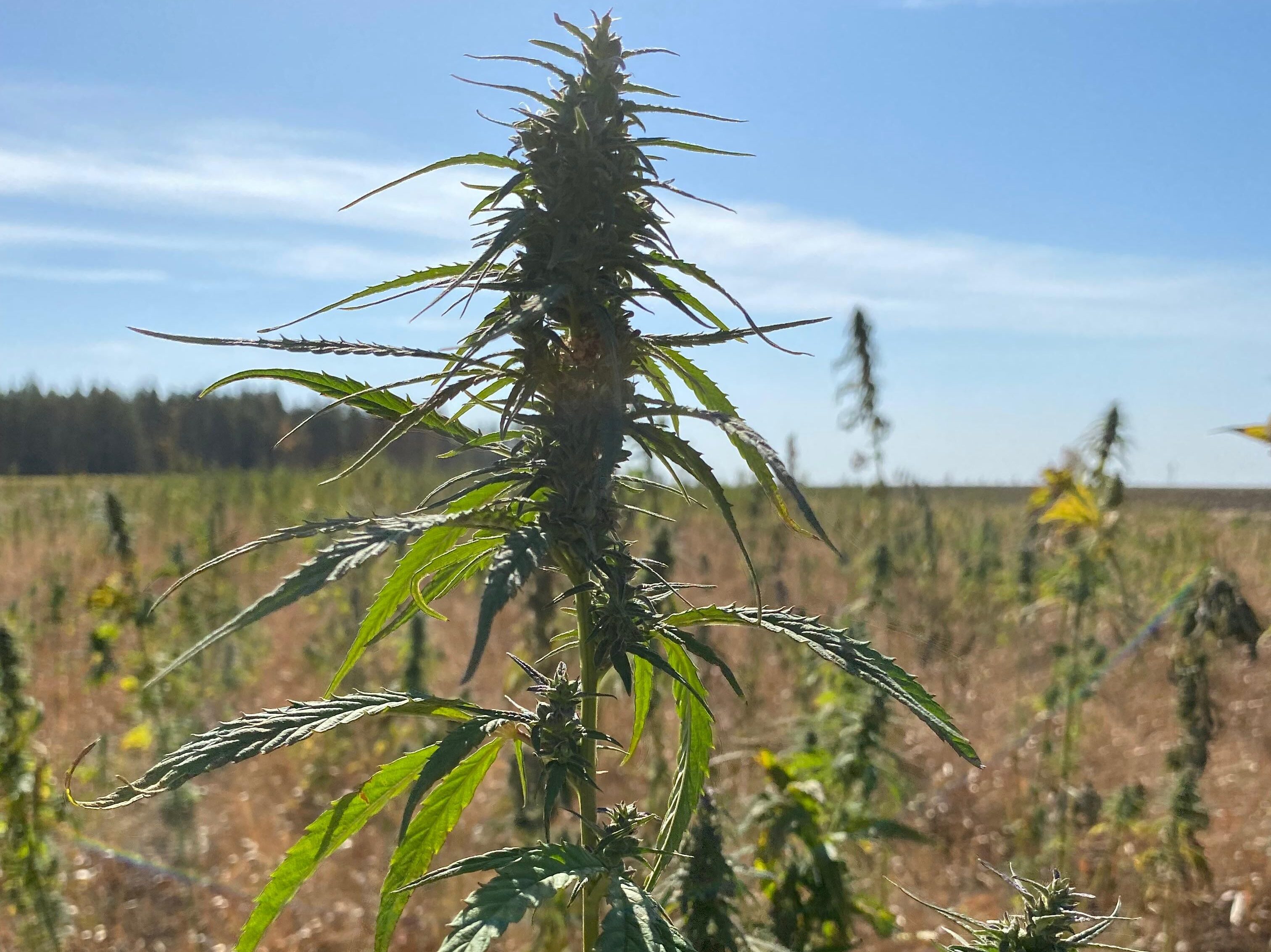 Поля для выращивания конопли не могут определить в СКО