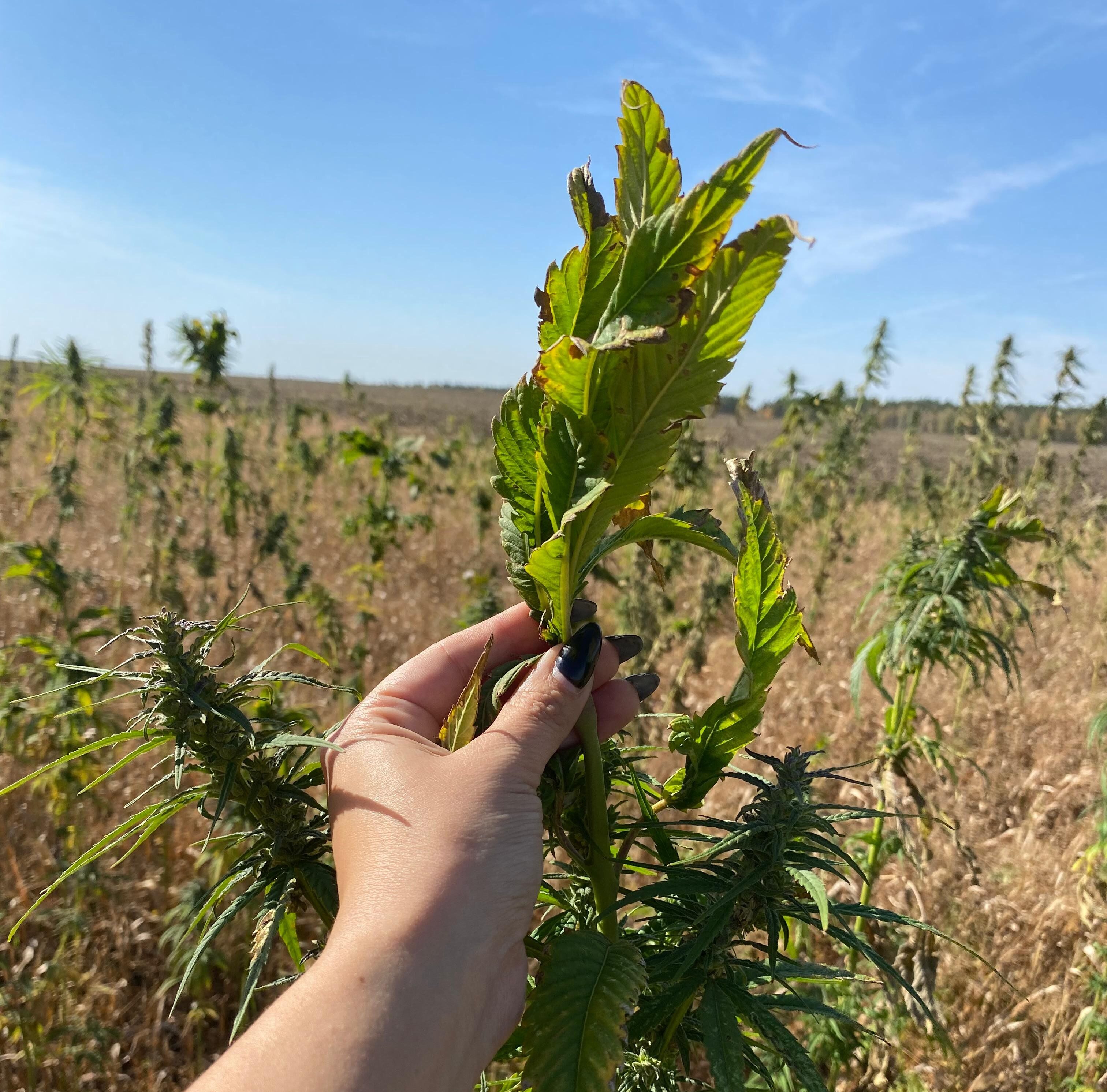 СҚО-да қарасораны қай алқапта өсіретіні белгісіз