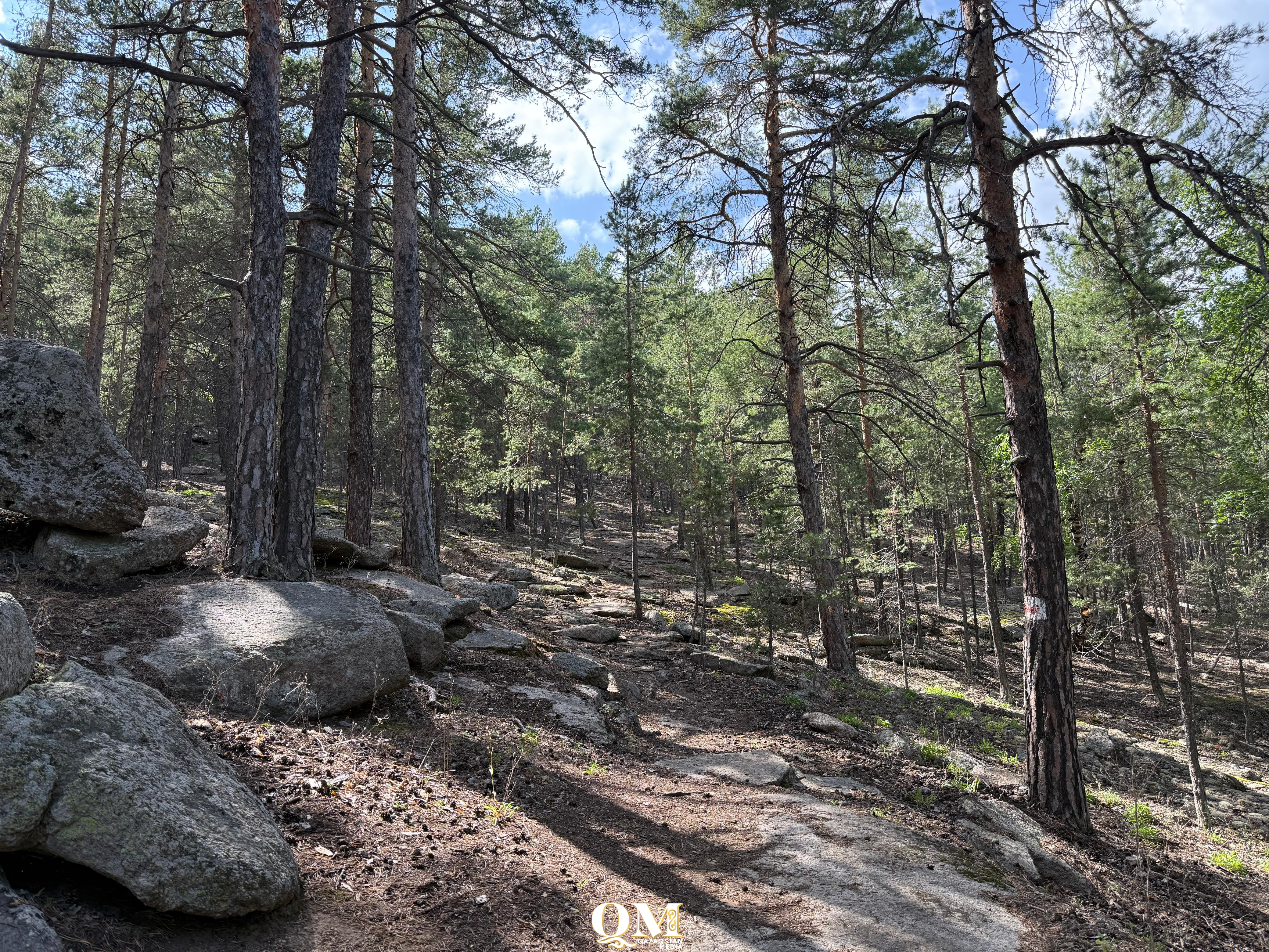 Қазақстанда рұқсатсыз ағаш кескендер айыппұл арқалайды