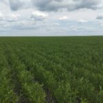 Сколько у вас земли и как вы ее используете: какие вопросы будут задавать на сельхозпереписи