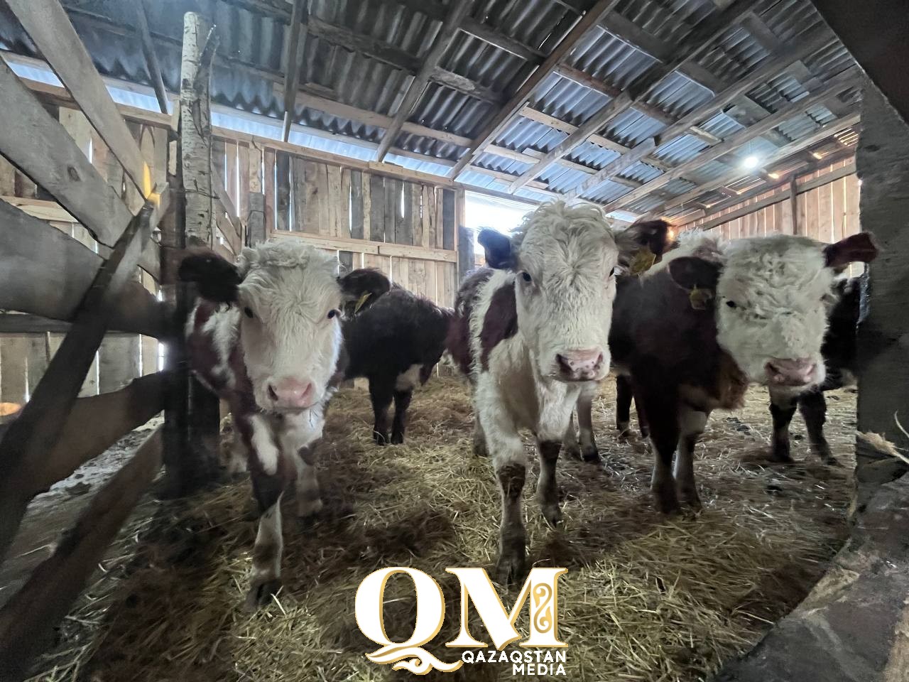 Елімізде малын есепке қоймағандарға, анықтамасыз сатқандарға жаза күшейтіледі