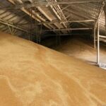 СҚО-дағы астық қабылдау орындары маңызды науқанға дайын ба?