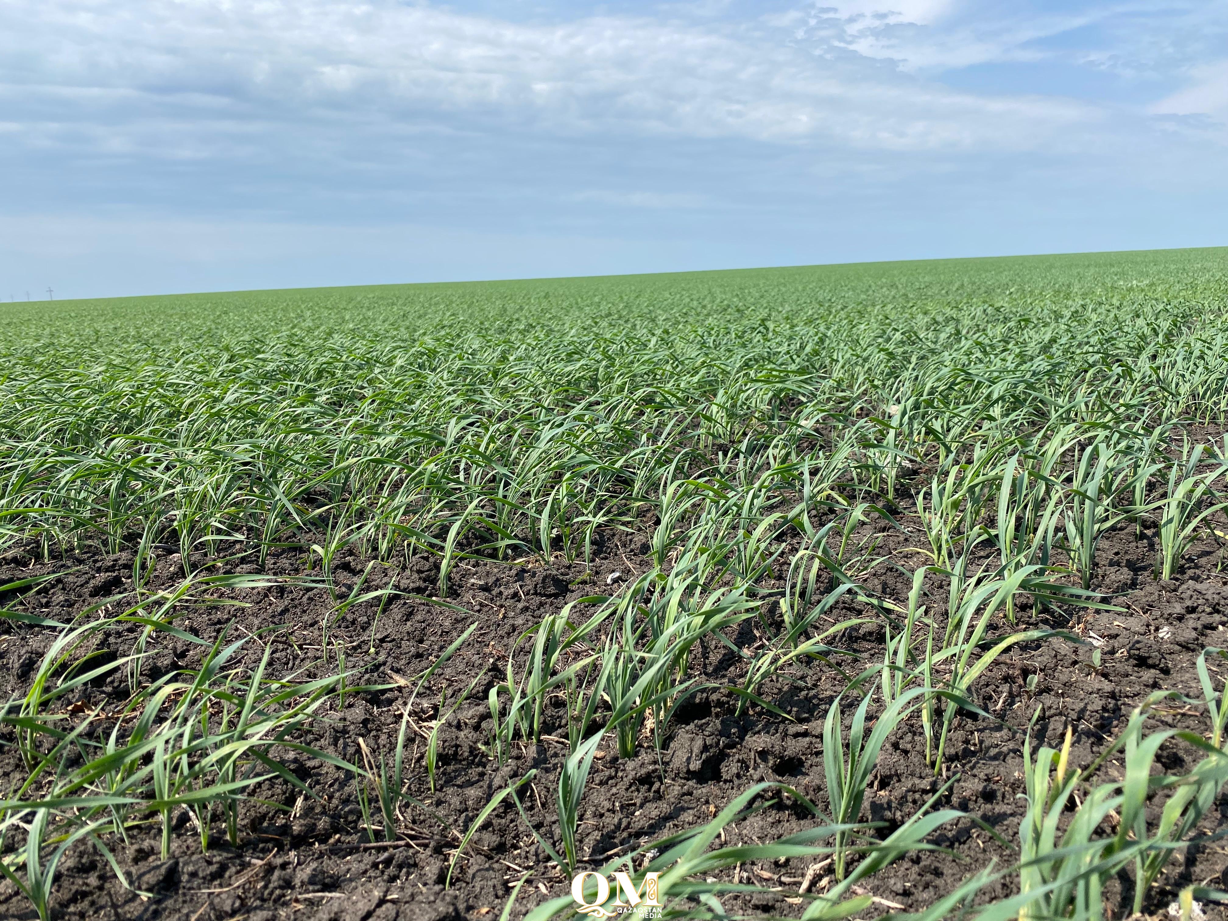 Год с характером – на какой урожай зерна надеются в СКО?