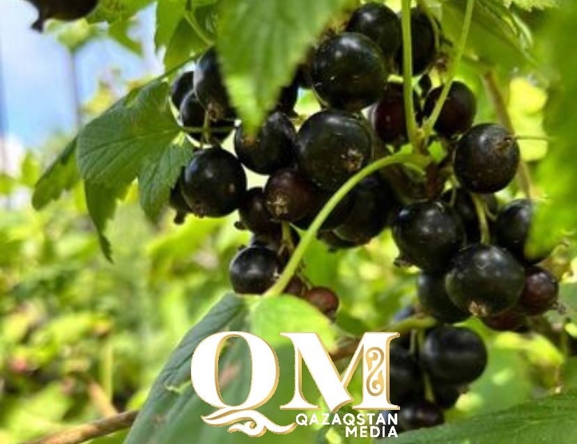 Бабий день и праздник смородины – как провести 14 июля и привлечь удачу?