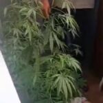 Балкон в стиле «420». Домашние «огороды» довели до уголовки двух жителей Петропавловска