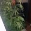 Балкон в стиле «420». Домашние «огороды» довели до уголовки двух жителей Петропавловска