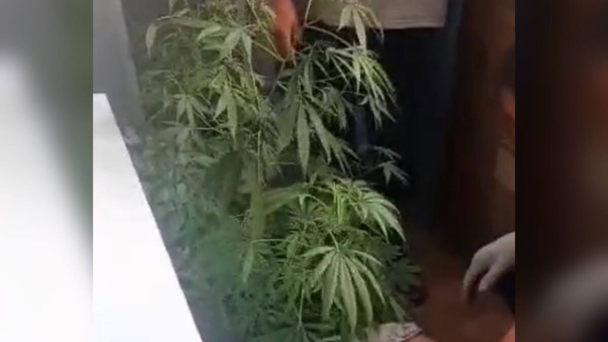 Балкон в стиле «420». Домашние «огороды» довели до уголовки двух жителей Петропавловска