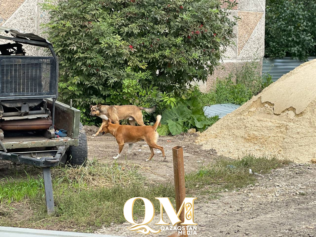 СҚО-да жыл басынан 200-ге жуық қаңғыбас ит вакцинацияланды