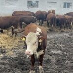 СҚО-да ауыл шаруашылығы санағы жүргізілуде