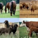 СҚО-да қай ауданда мал көп?