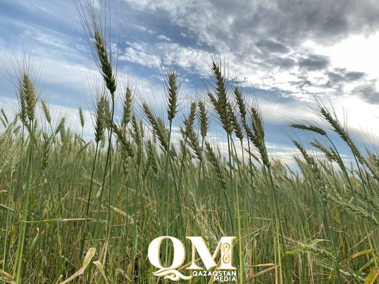 Өңірлерде орақ науқаны басталды