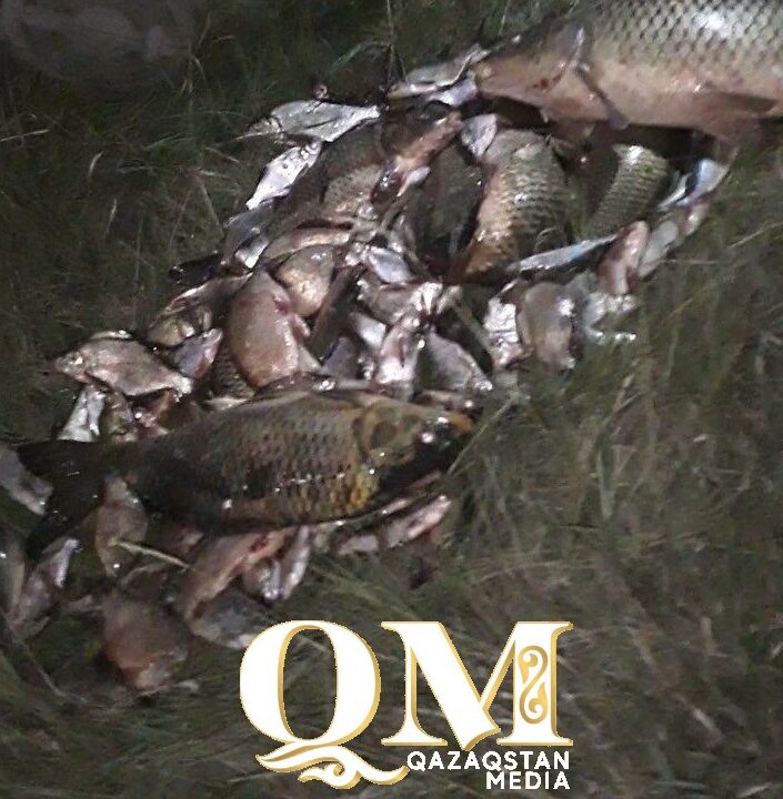 Қызылжар ауданында браконьерлер электр тоқпен балық аулаған