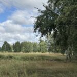СҚО-да тоғыз мың гектардан астам орман алқабы есепке алынбаған