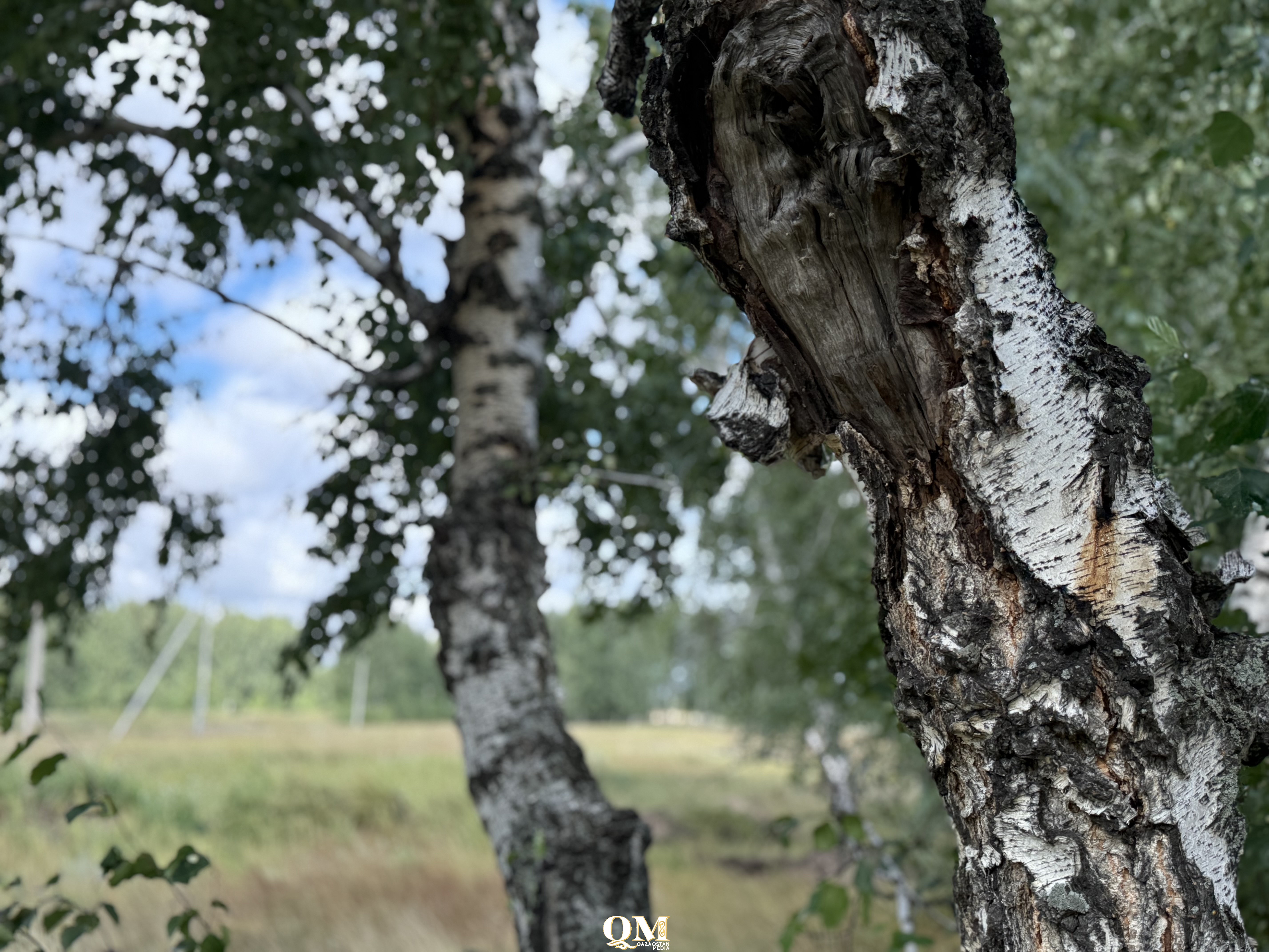 Теплая зима начинается летом: в СКО пик заготовки дров