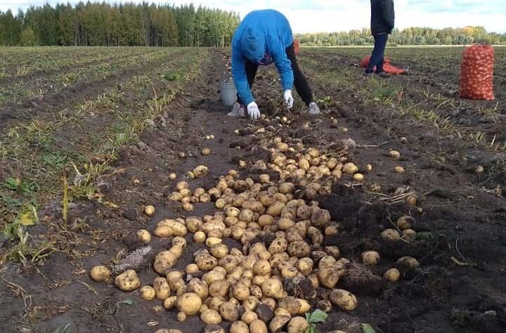 Станет ли картофель деликатесом? Прогноз фермера из СКО