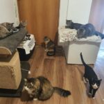 Кошка без лапки и кот с аллергией: 70 животных приютила семья волонтеров из Петропавловска