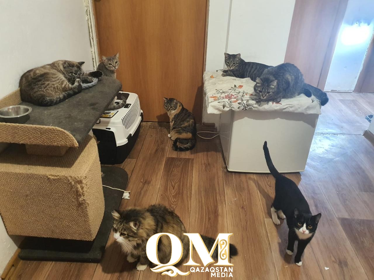 Кошка без лапки и кот с аллергией: 70 животных приютила семья волонтеров из Петропавловска