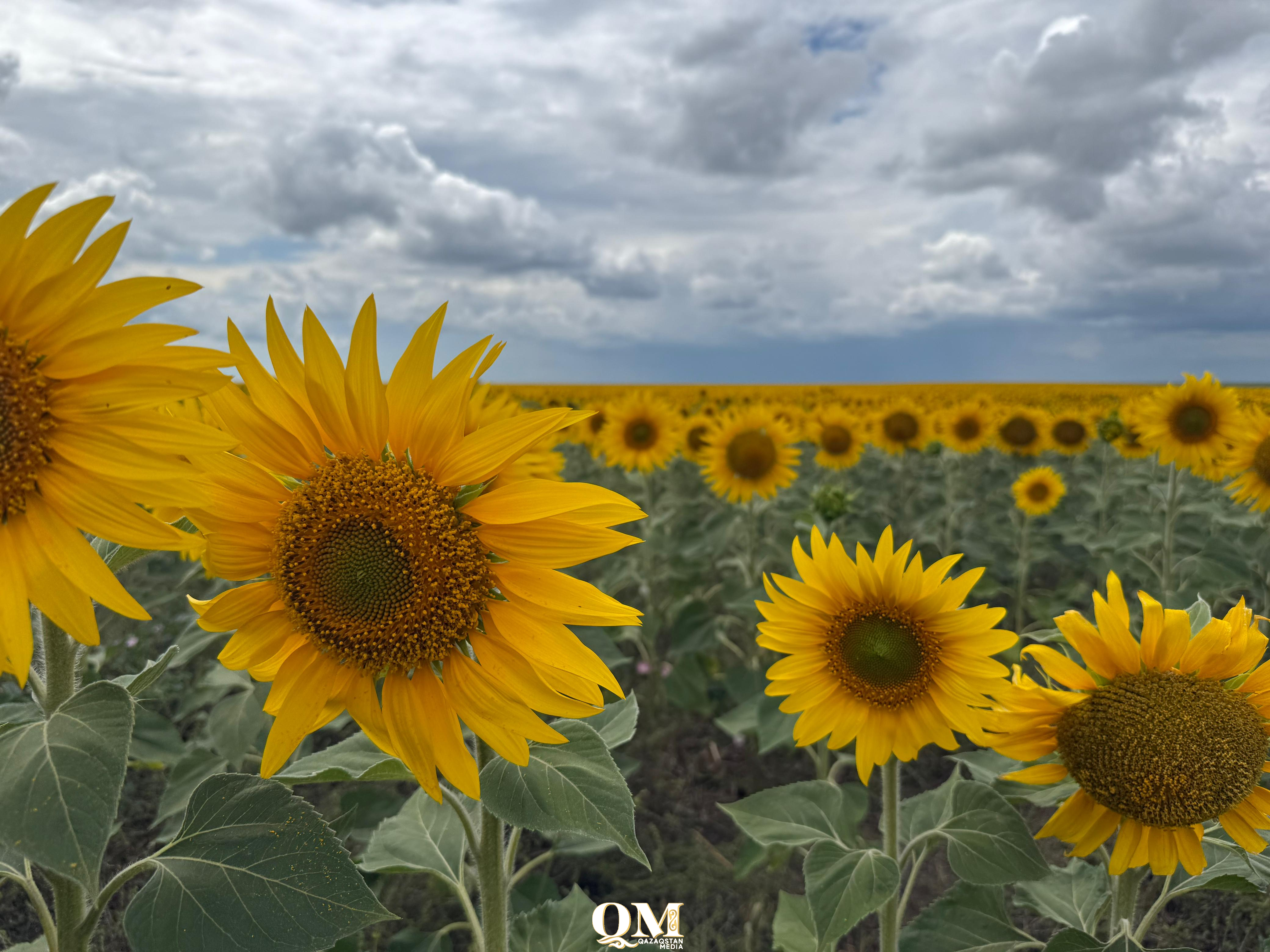 Дожди, грозы, град и туман. Лето постепенно уходит из Северо-Казахстанской области