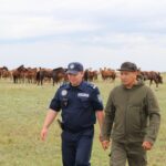 Вот же скот! Из-за животных девять человек пострадали на дорогах СКО