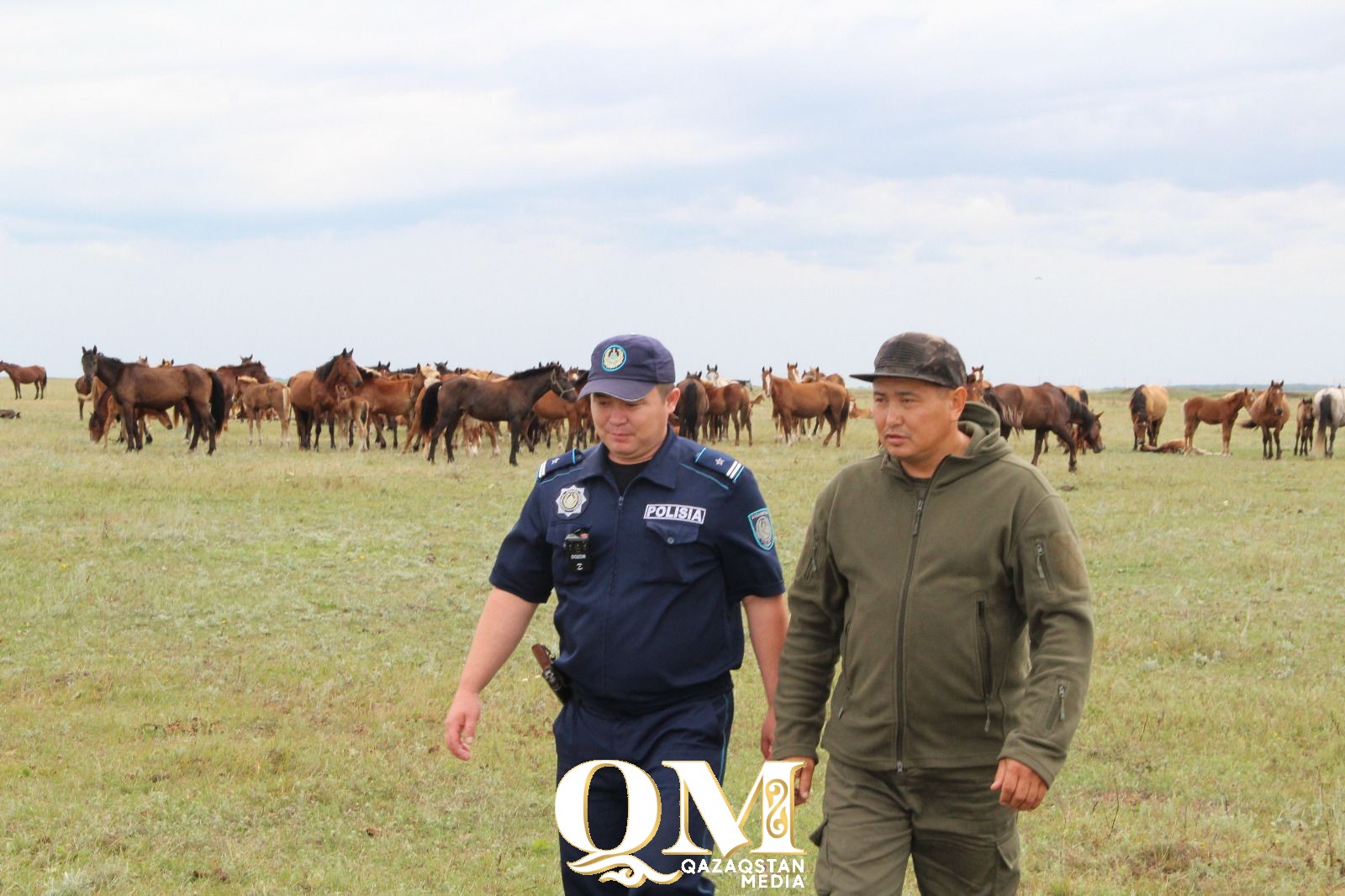 Вот же скот! Из-за животных девять человек пострадали на дорогах СКО