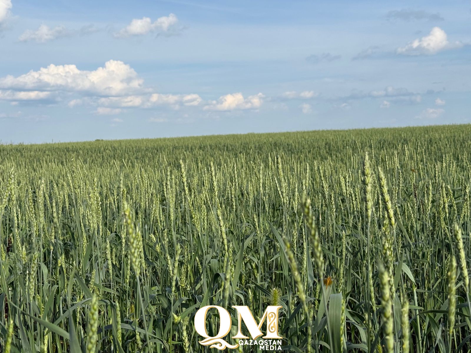 В каких районах СКО подтверждается высокий урожай зерна?