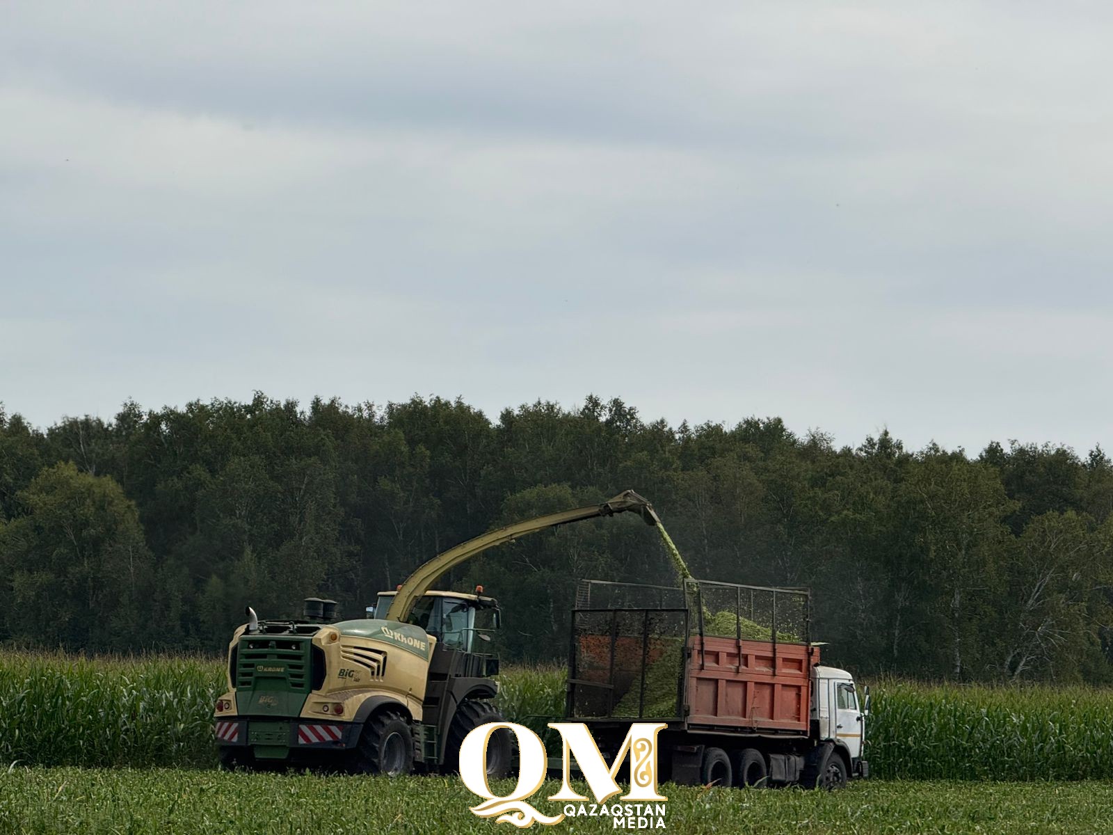 Солтүстік диқандары 500 мың тоннаға жуық астық жинады