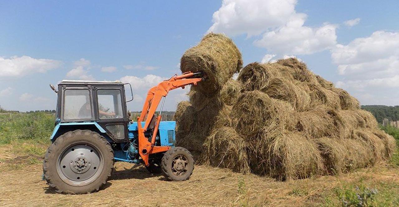 В лидерах по заготовке кормов на зиму Северо-Казахстанская область