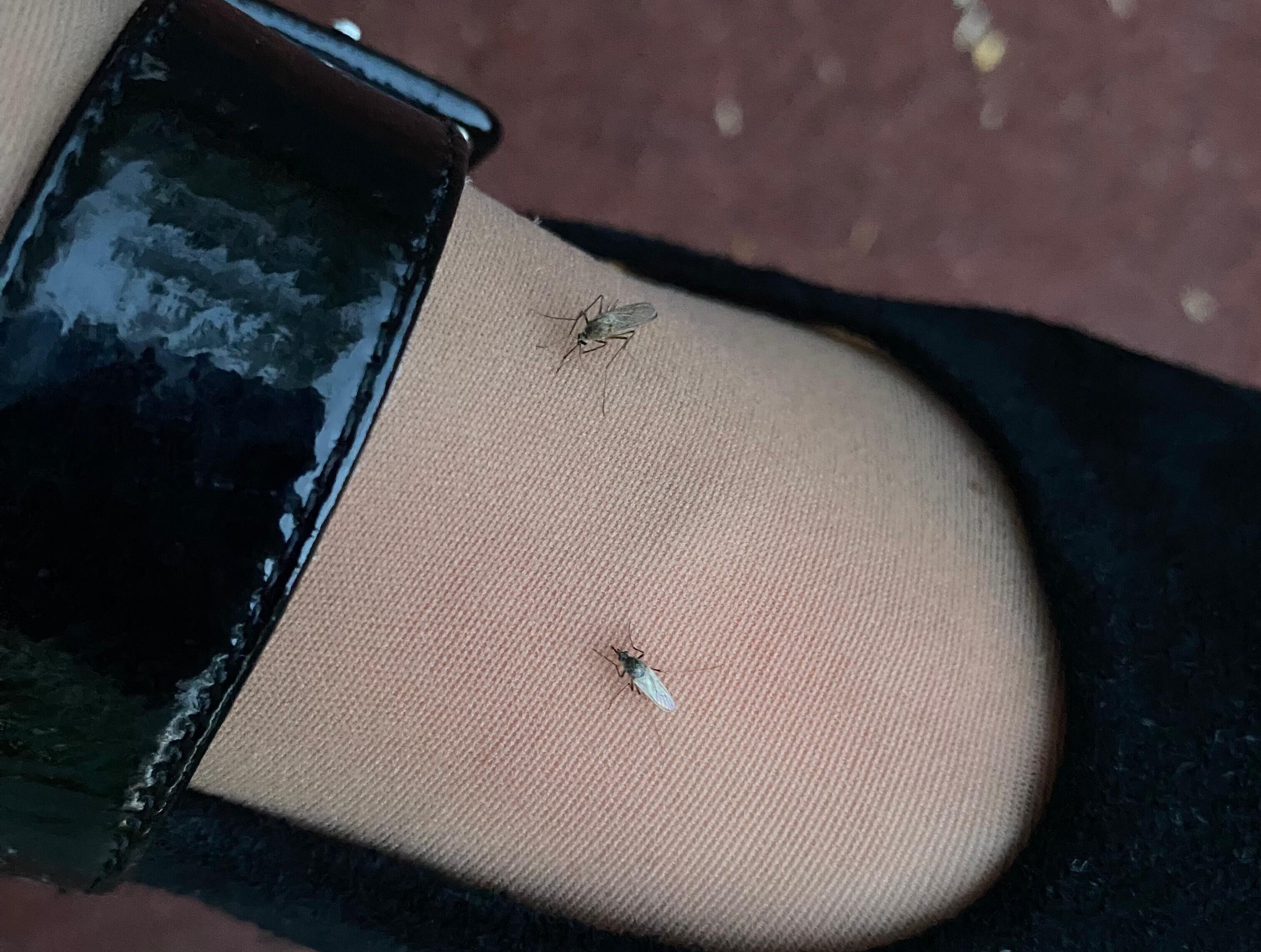 «Комариный ковид» может дойти до Казахстана: Китай уходит на карантин из-за вспышки нового вируса