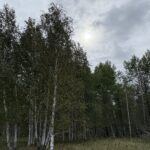 Создать единую цифровую карту земельных ресурсов с интеграцией кадастровых данных поручил президент
