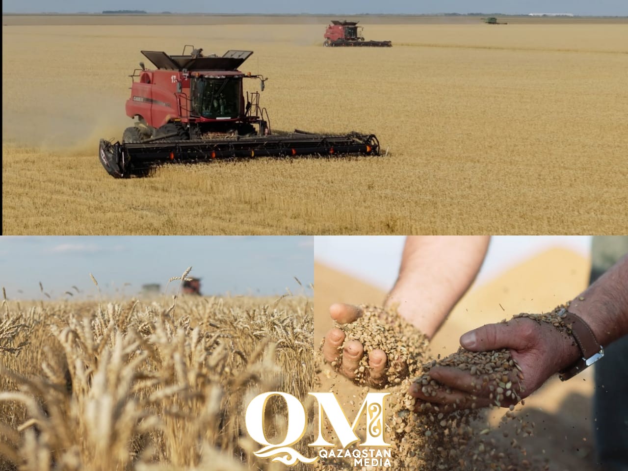 Уборка в СКО: какие результаты урожая ожидают специалисты в регионе