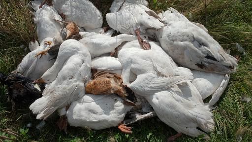 От неизвестной болезни массово гибнут гуси на севере Казахстана