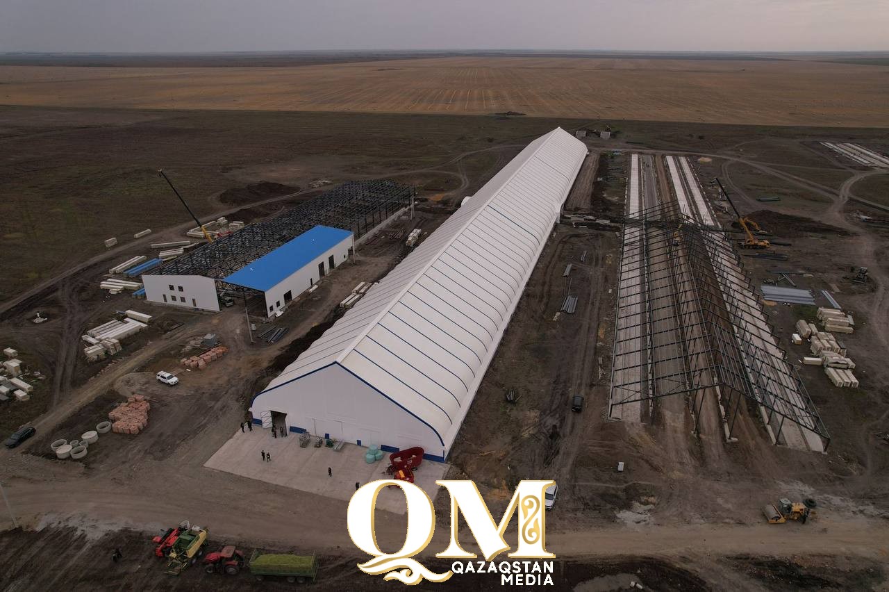 По кругу — к молоку: в СКО запускают новую ферму