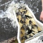 Ловись рыбка — 1 млн сеголеток карпа выпустили в Сергеевское водохранилище