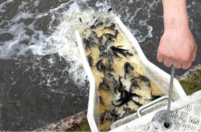 Ловись рыбка - 1 млн сеголеток карпа выпустили в Сергеевское водохранилище