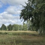 СҚО-да биыл 24 млн қайың мен қарағай егіледі