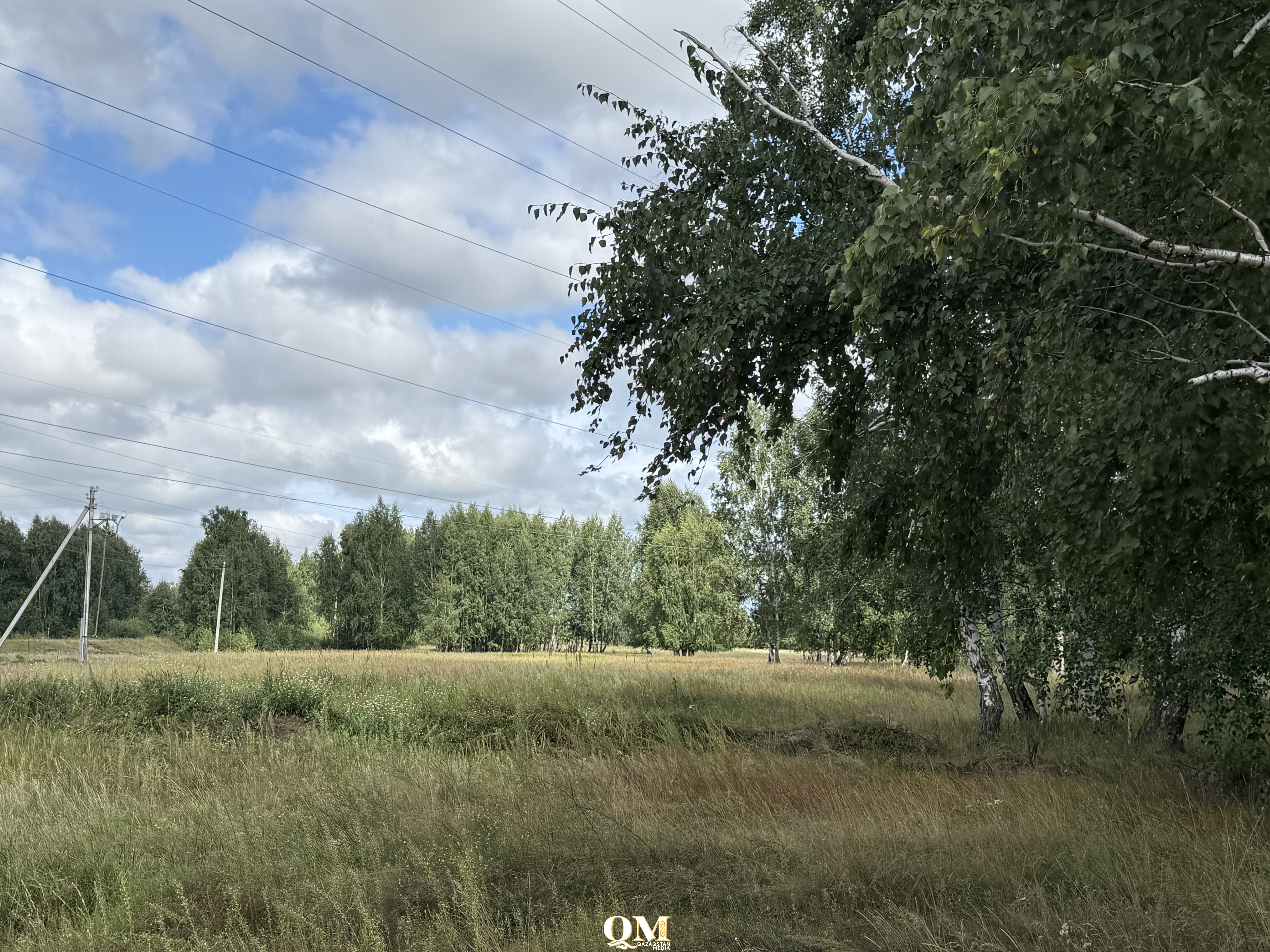 СҚО-да биыл 24 млн қайың мен қарағай егіледі