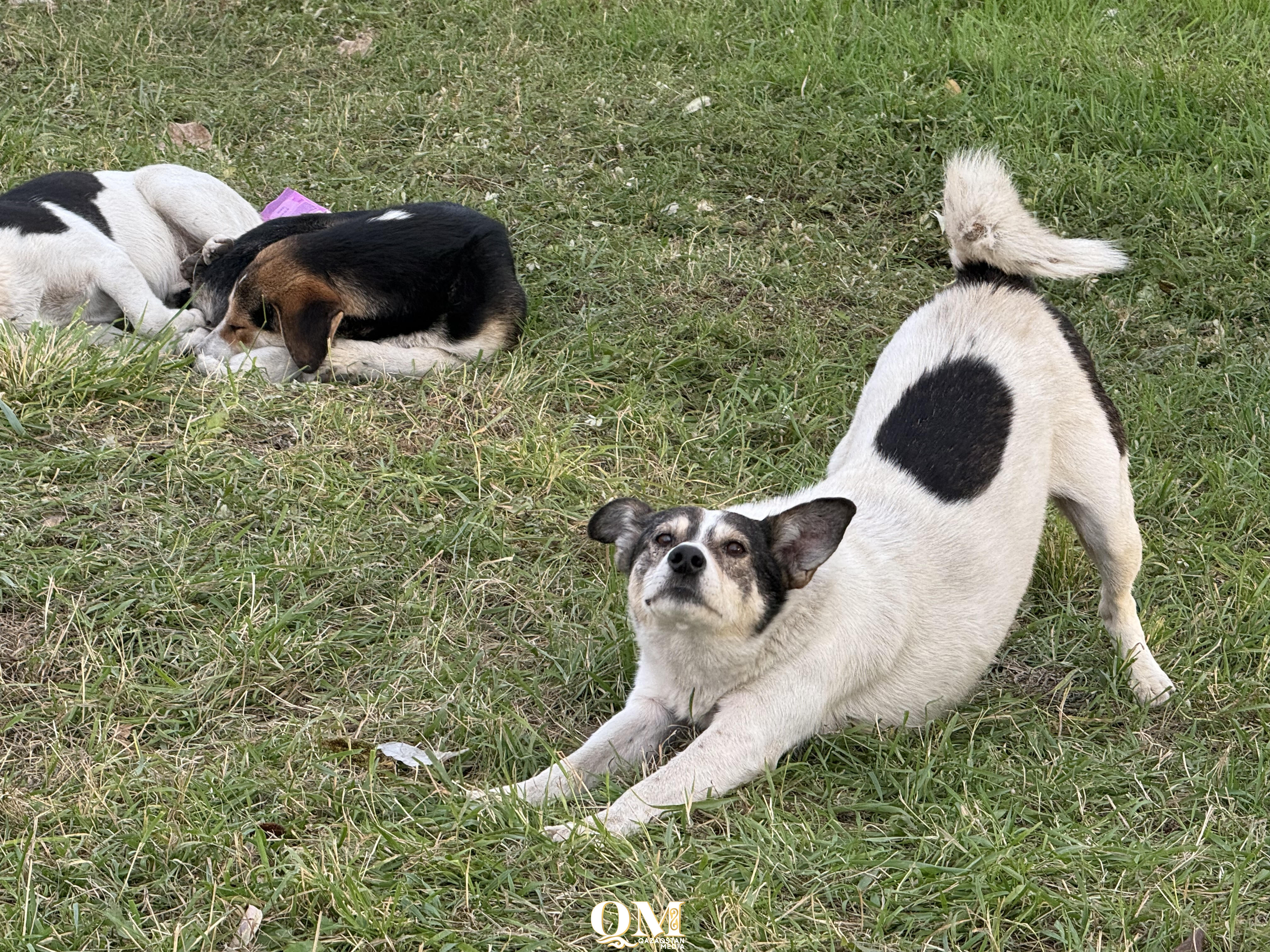 Что делать с бездомными животными? В Петропавловске ищут решение