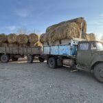 СҚО шаруалары мал азағын дайындау жоспарын орындады