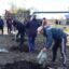 Петропавлда Есіл ауданының тұрғындары шырша мен қайың көшеттерін отырғызды