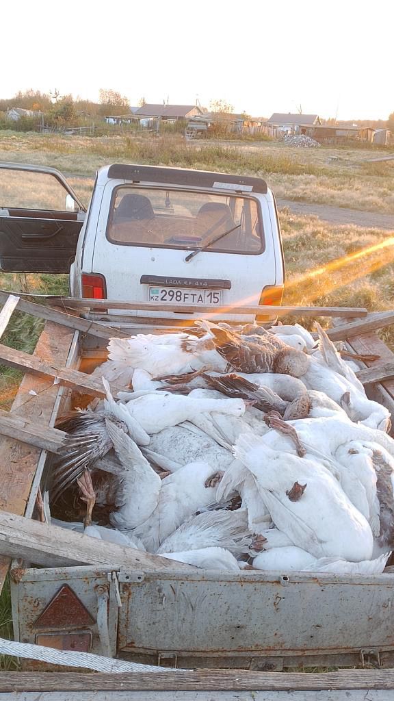 Ветврачи назвали причину массового падежа птицы в Кызылжарском районе СКО